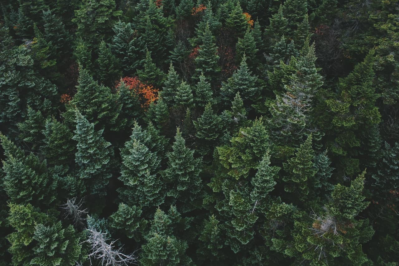 Forest of evergreen trees